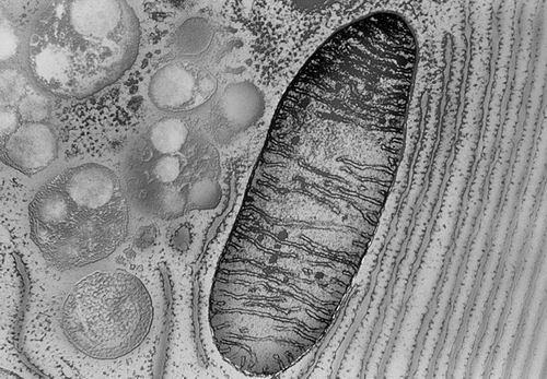 【科学家报告首例眼部线粒体移植手术】近日，一项公布于预印本平台Research 