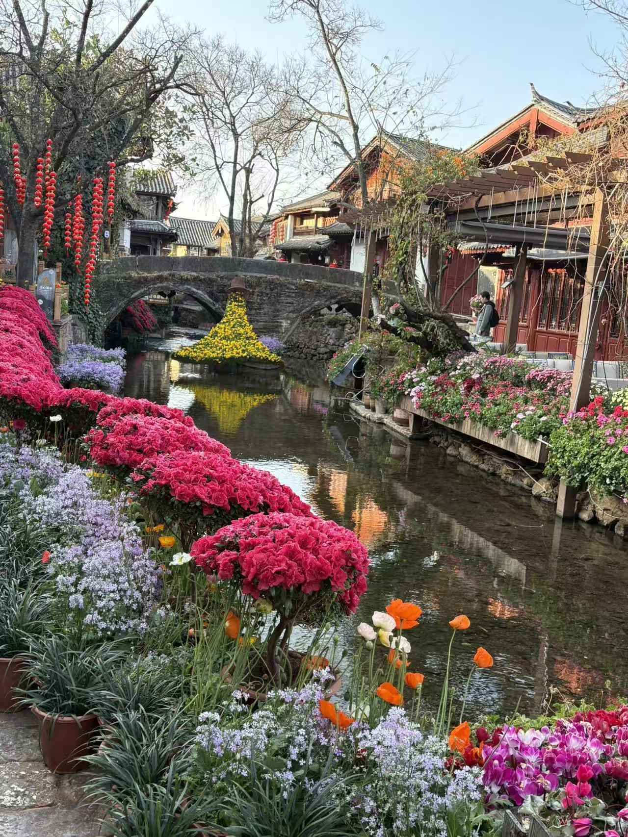 去丽江旅游，那花的美景可不能错过。阳春三月，玉龙雪山脚下的丽江白沙镇小玉龙村，几