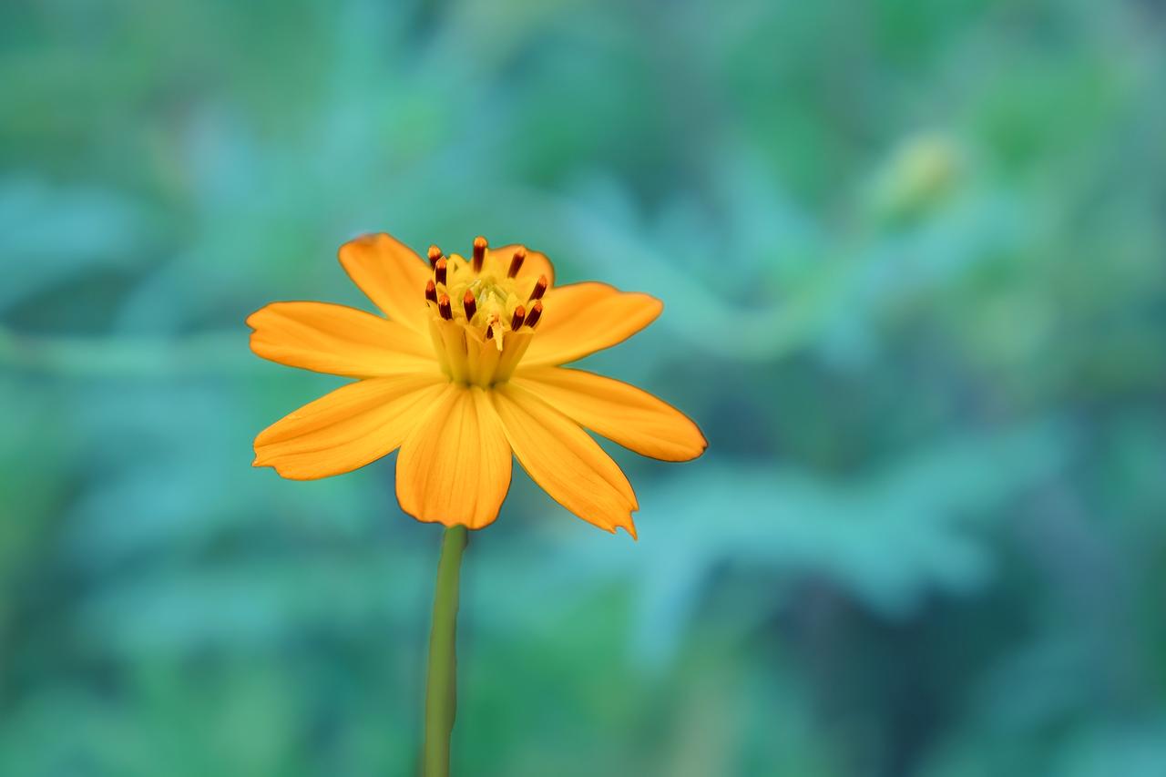 当你不计功利全身心去做一件事情，
投入时的愉悦、成就感，
已经是最大的收获与褒奖