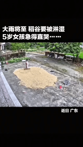 “上央视新闻了！”近日广东，大雨将至，一5岁女孩独自在家抢收稻谷，眼看稻谷要被淋