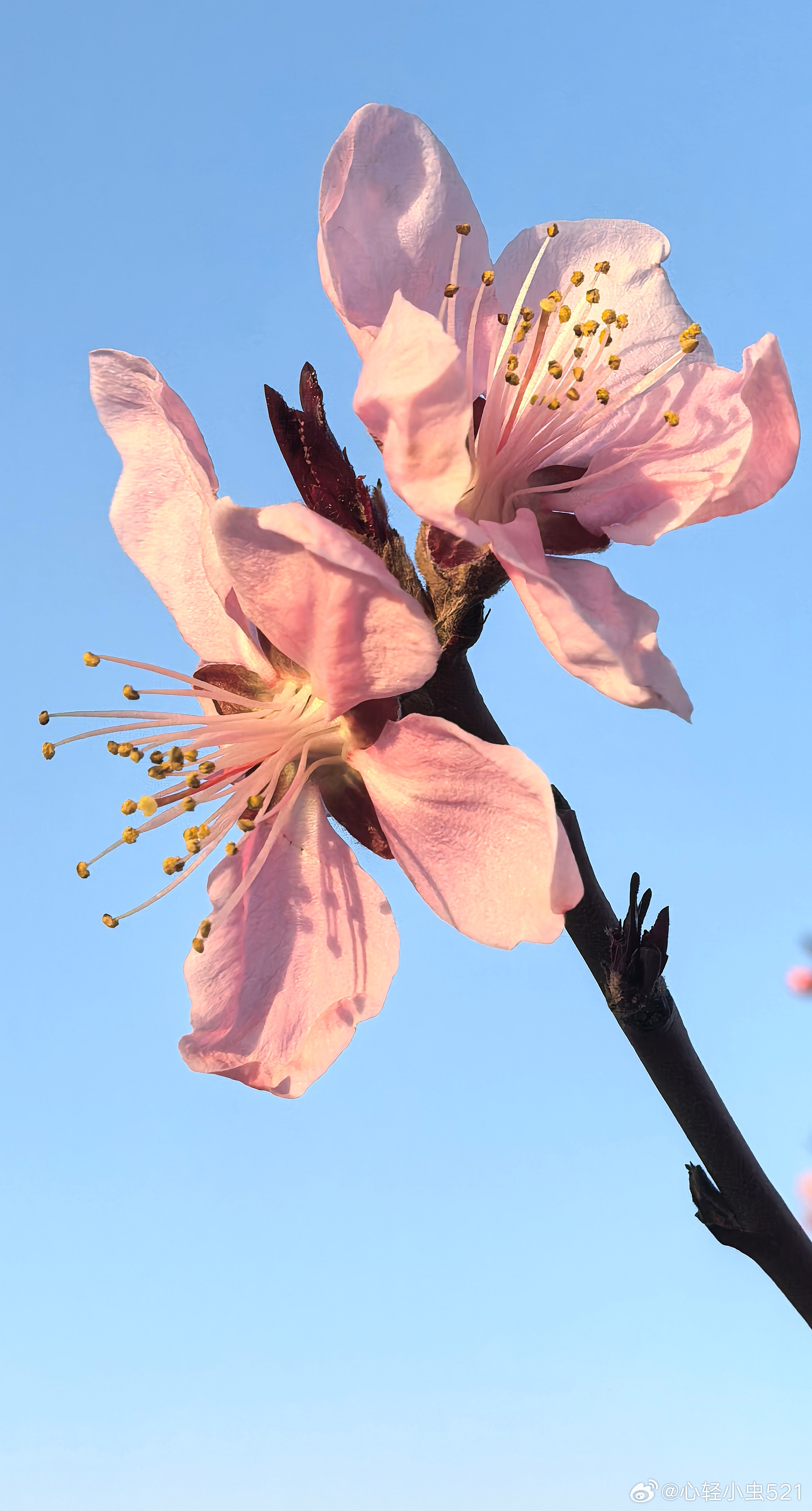 林清玄的一段话：“会看花的人，就会看云、看月、看星辰，并且在人世中的一切看到智慧