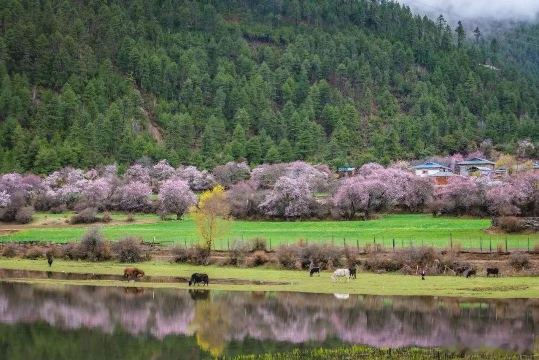 【[哇][哇][哇]惊艳3月的旅行地，坐拥世界级美景！这座小城又要封神了！】波密