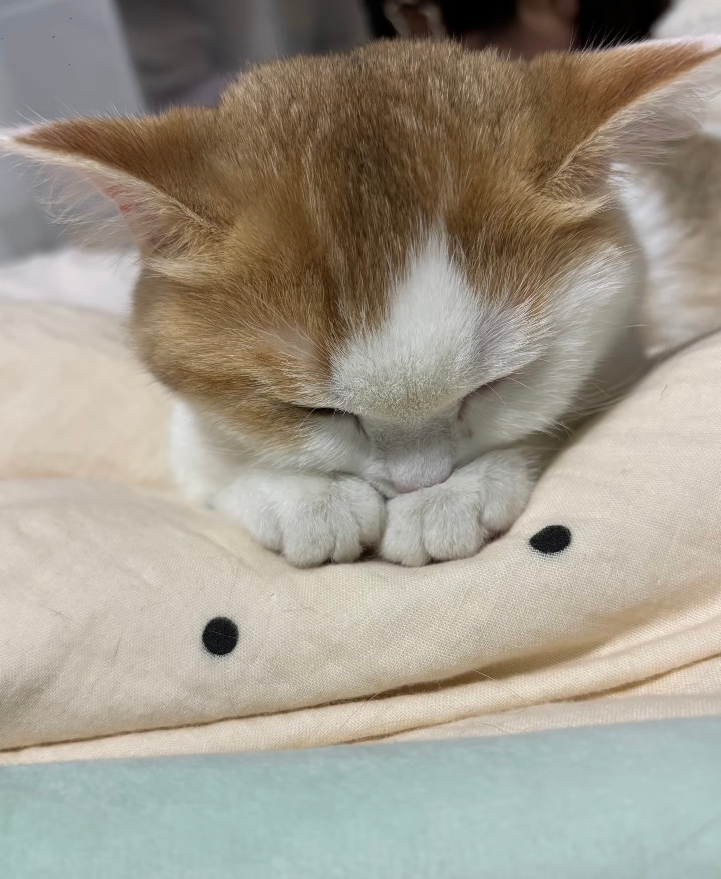 咪困了，晚安💤 