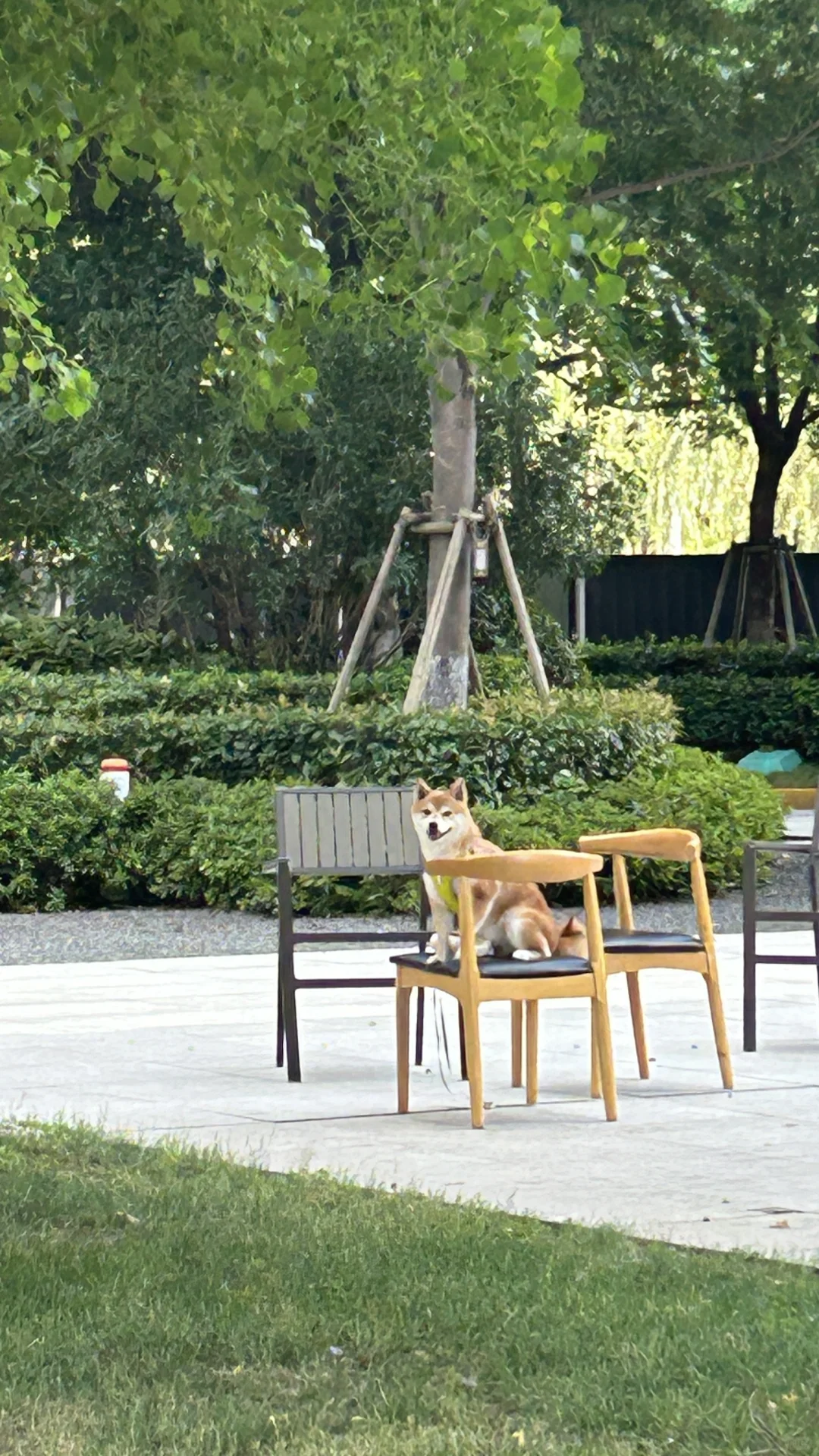 爱乘凉的小狗勾