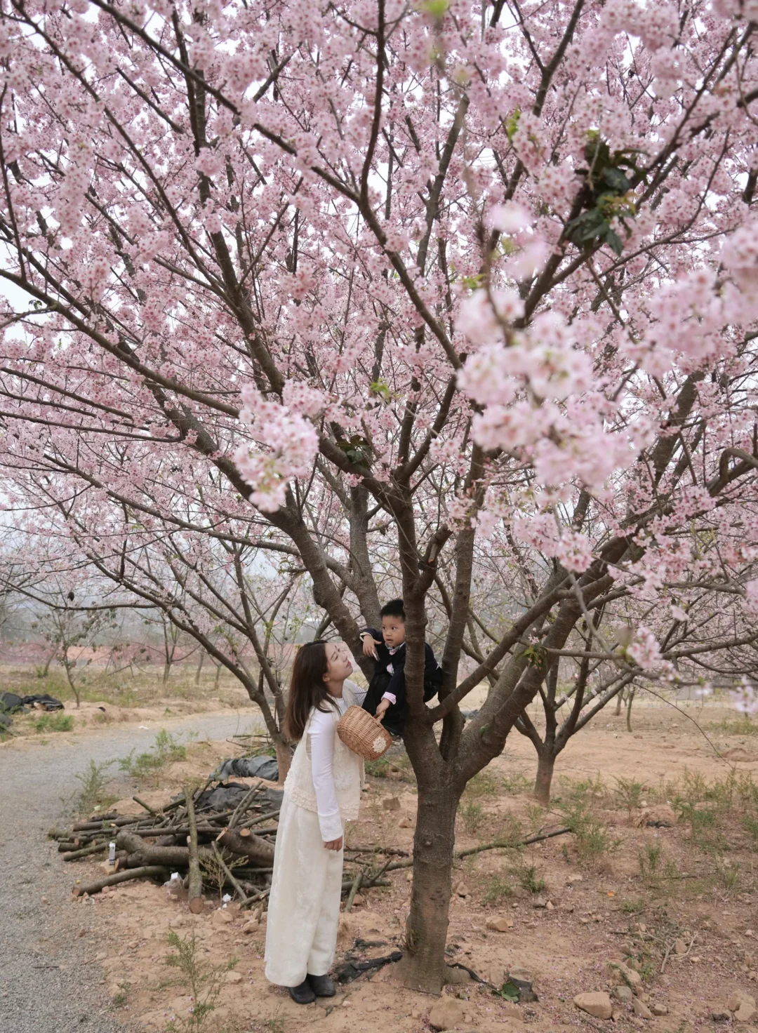 2岁幼崽的樱花亲子游