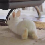木来热品