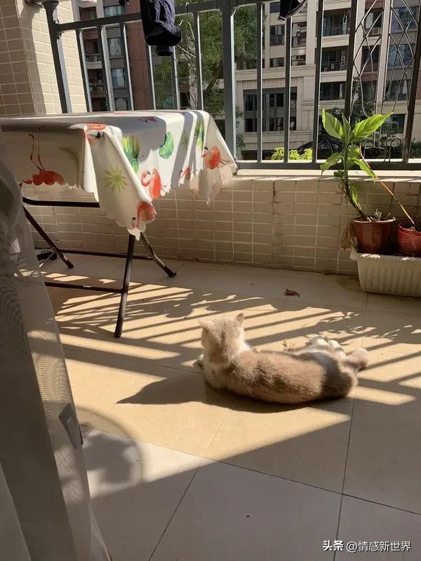 多晒太阳真能让心情变好！我深有体会，之前一段时间心情低落，整天窝在家里，感觉整个