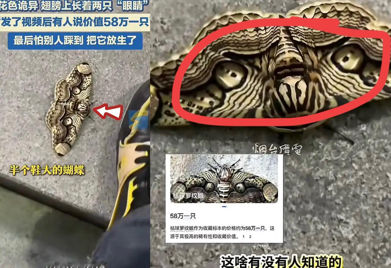 谁懂啊！
放走半只鞋大的虫子，竟错失58万！
广东大哥路边随手放生的“怪虫”，竟