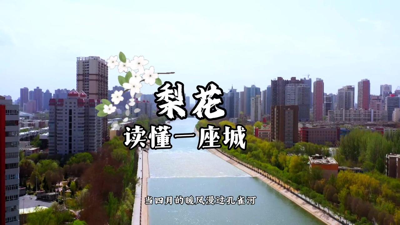 🌼四月的暖风漫过孔雀河，库尔勒便浸在梨花酿就的诗意里。

1️⃣满城梨花，像云
