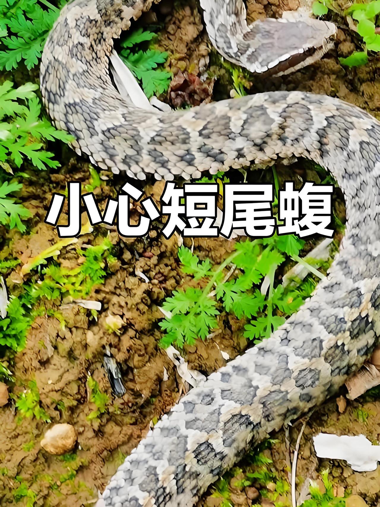 紧急提醒！成都最近带娃出门的家长，千万把这条消息焊在脑子里！
别再让娃蹲路边、扒