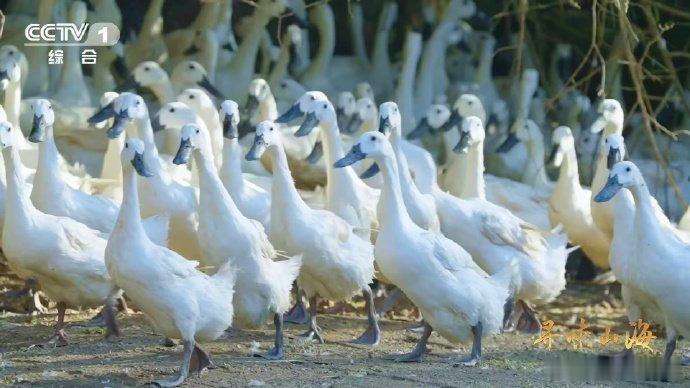 第一次知道老家特产有多牛 福建连城白鹜鸭，颜值界的扛把子！全身雪白超优雅，离原产