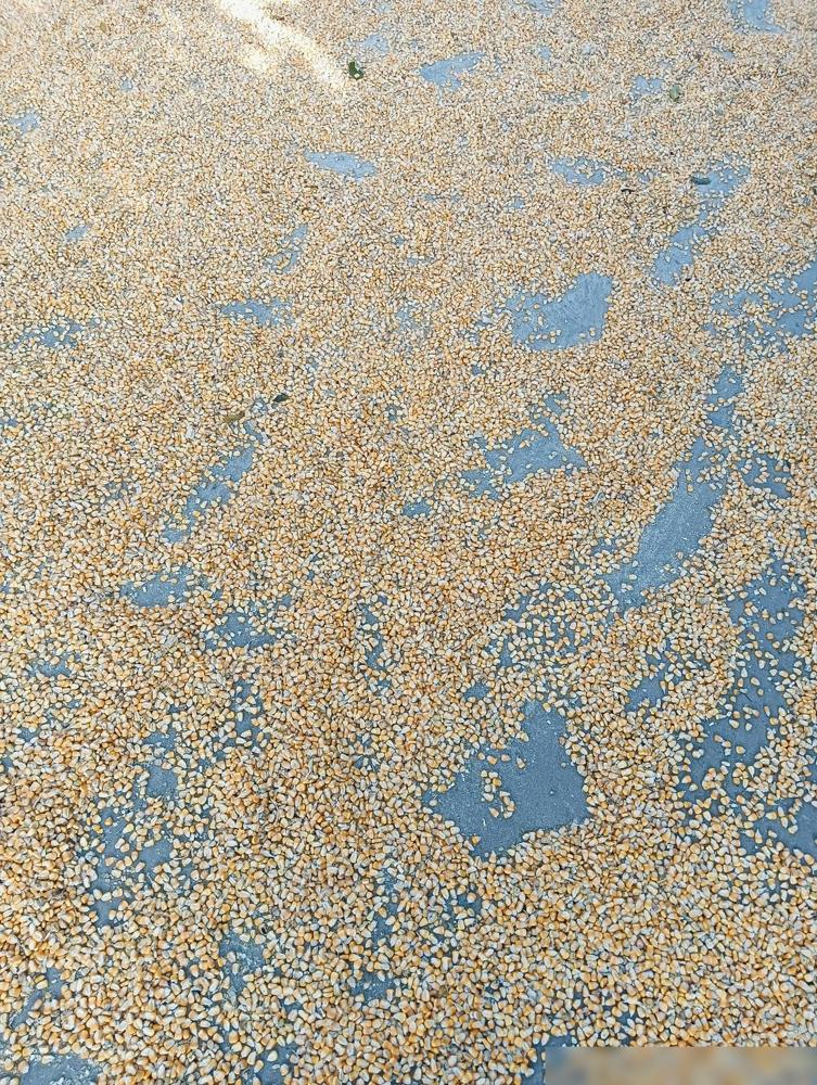 今天家里来了收玉米的贩子，我妈扒拉着玉米堆跟人讲价。人家开口九毛三一斤，看了看说