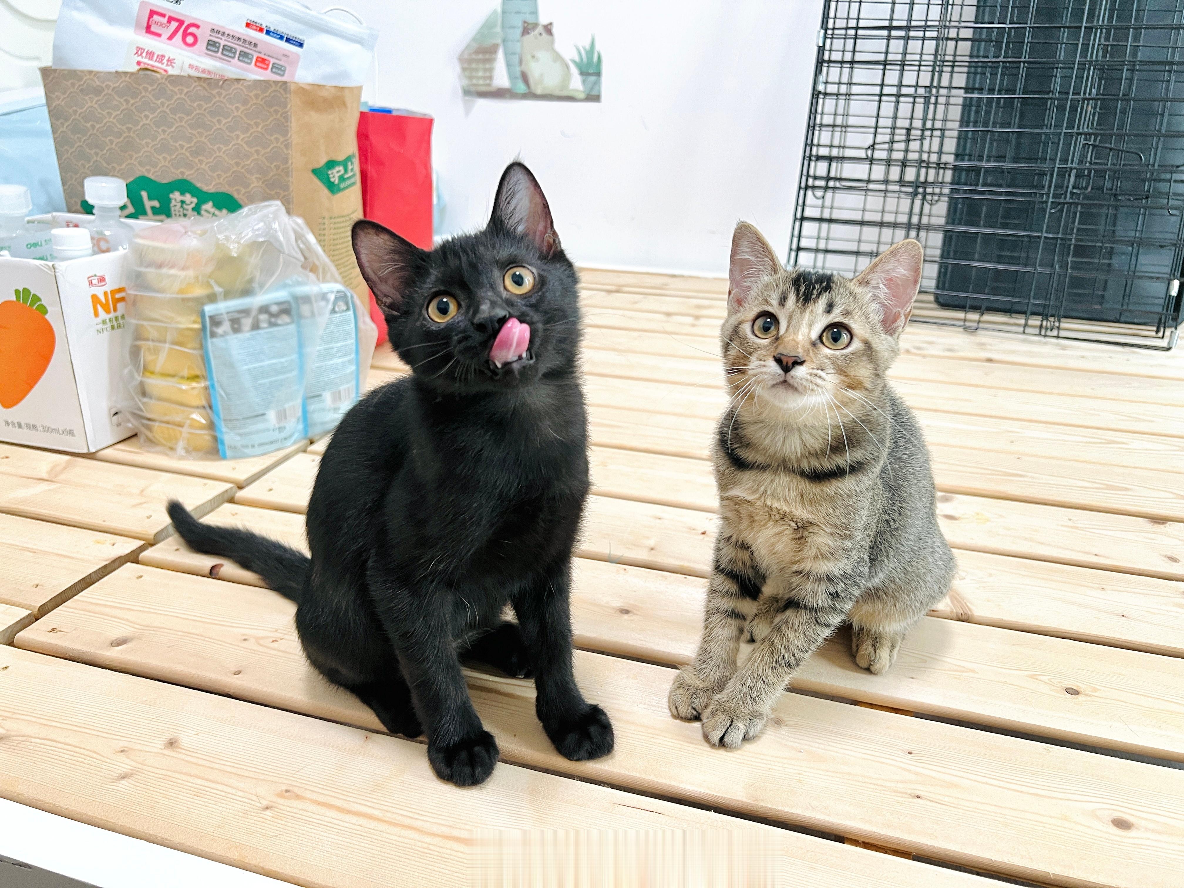 #广州领养##广州领养猫[超话]# 兩個半月大的小兄妹活力旺盛、喜欢环抱打闹、玩