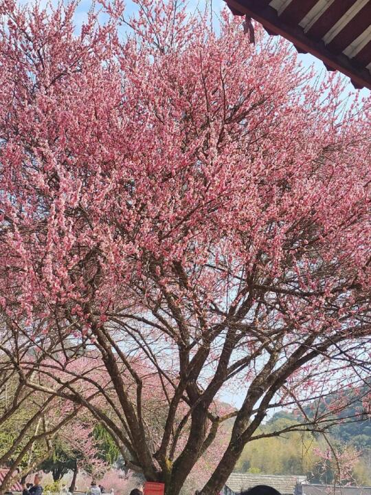 📍学堂坪|赏花一日游 闯入现实版绝情谷