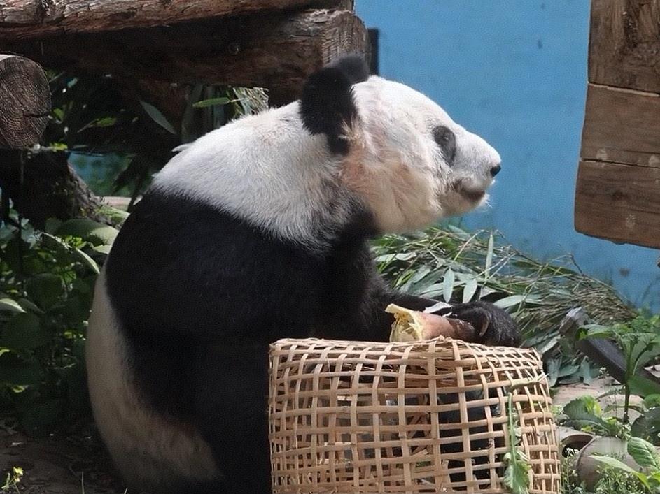 妥妥熊猫界高吃商小可爱～沉浸式认真干饭，拿捏美食精髓，吃商这块直接拉满！丫丫的吃