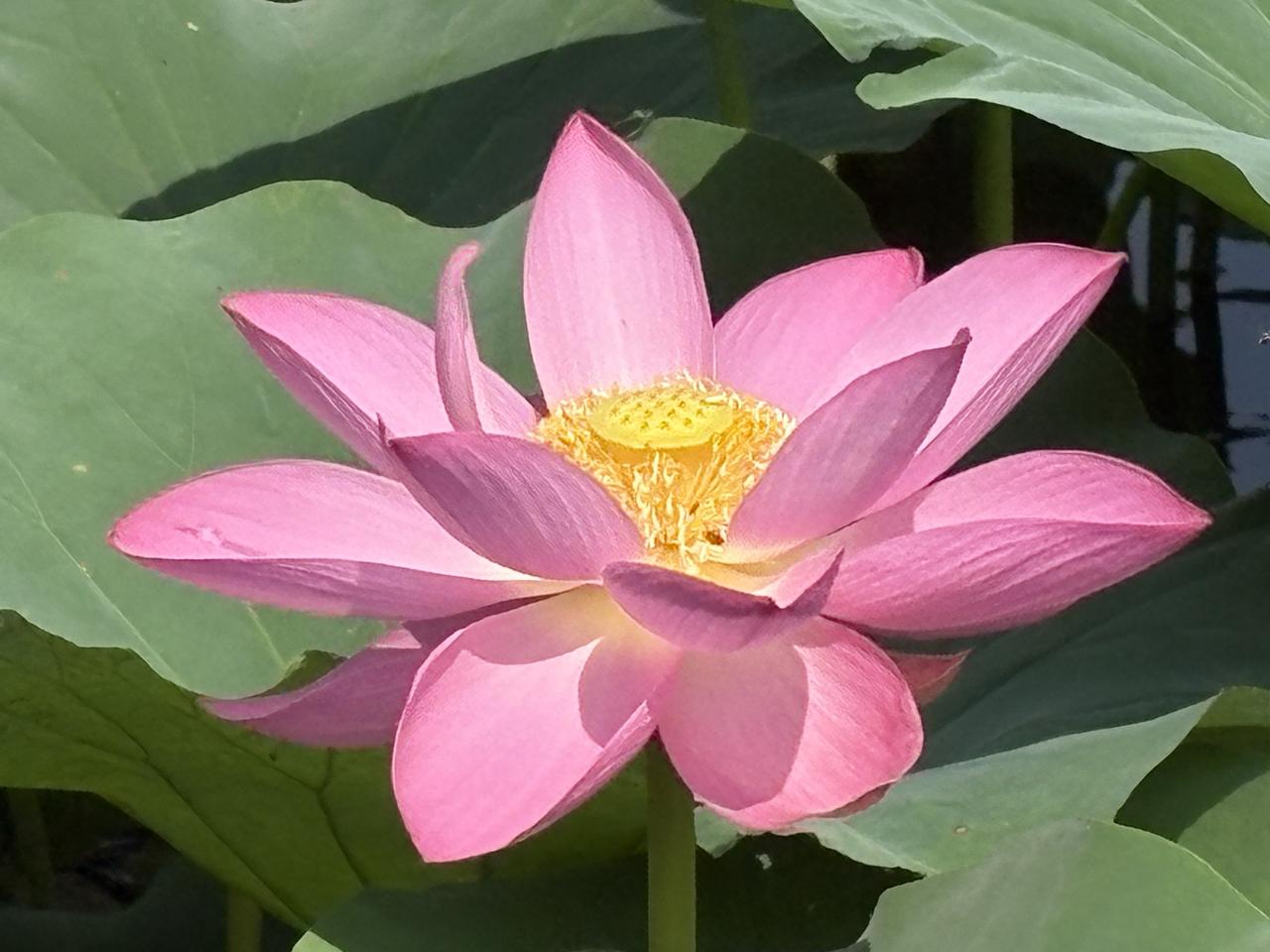 荷花绽放
