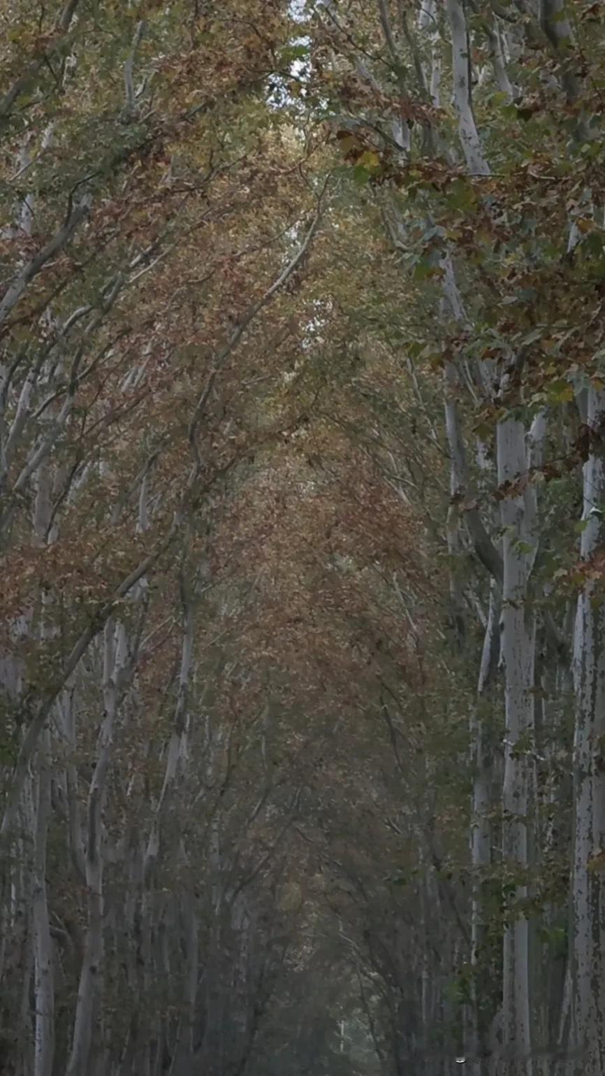 林间曲径通幽处，树影婆娑入画屏。林间美景！ 树多处漫步 美景湖边树下林 层林尽染