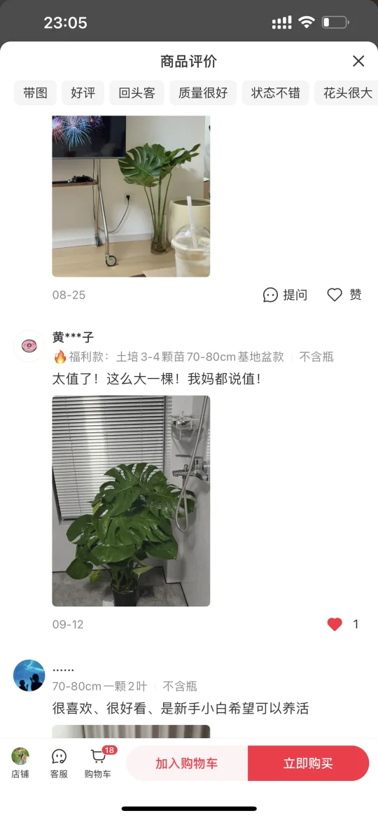 龟背竹土培也很赞哦🌿