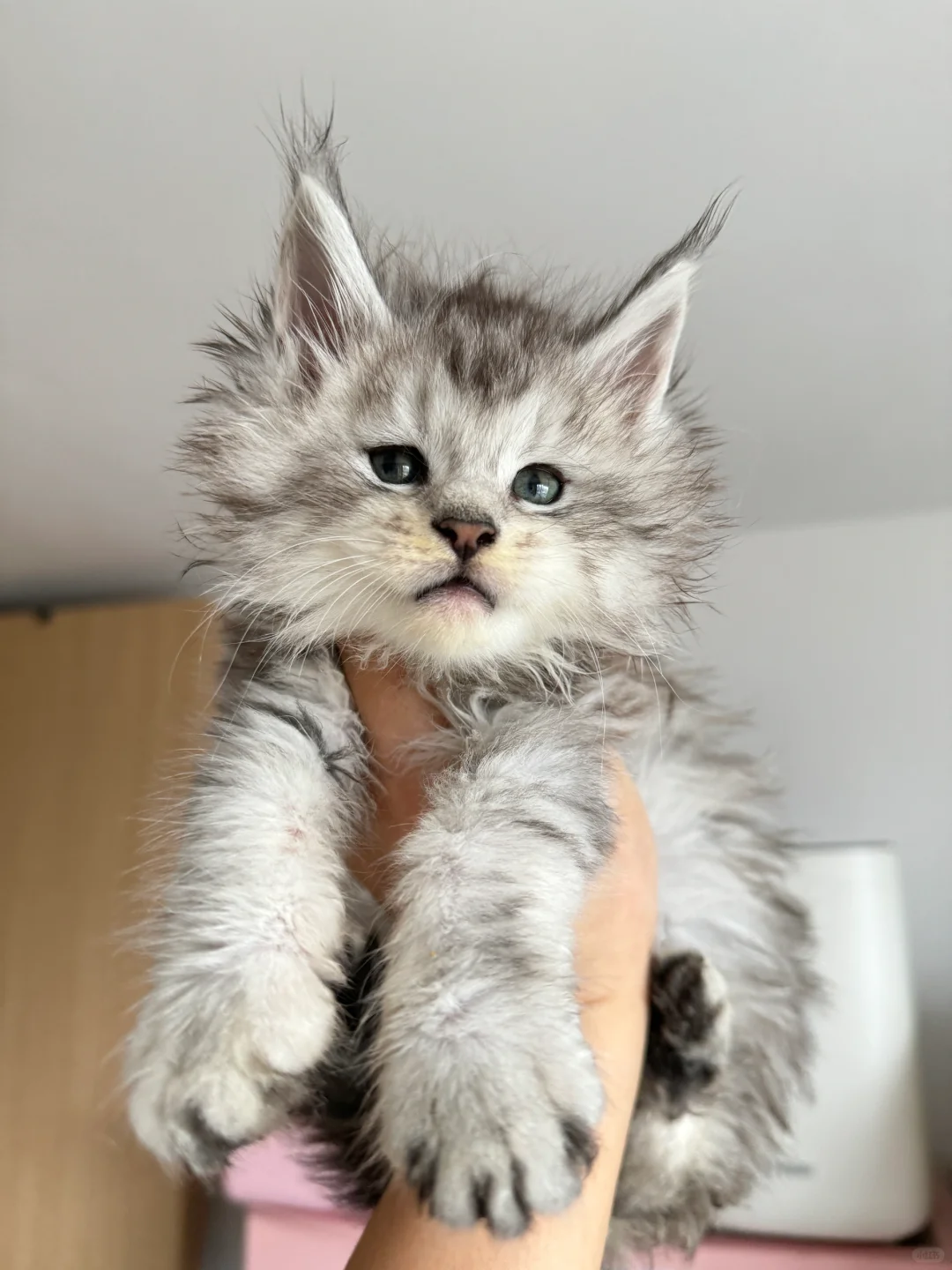 缅因｜乖宝宝想要和姨姨们贴贴