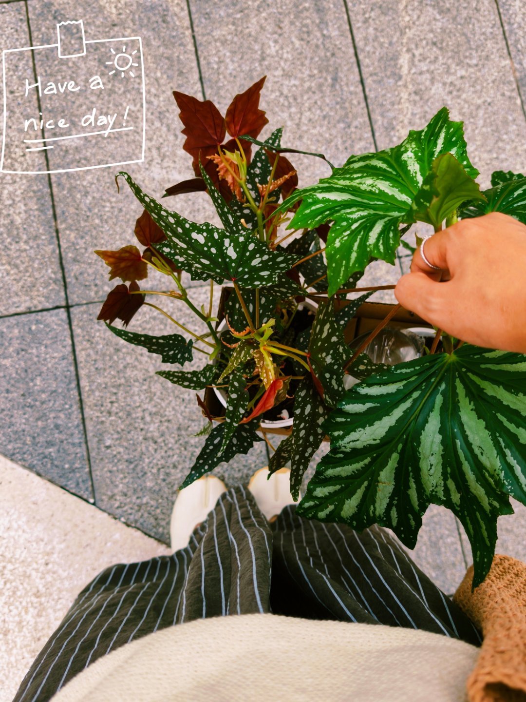 今天买的植物 53元 