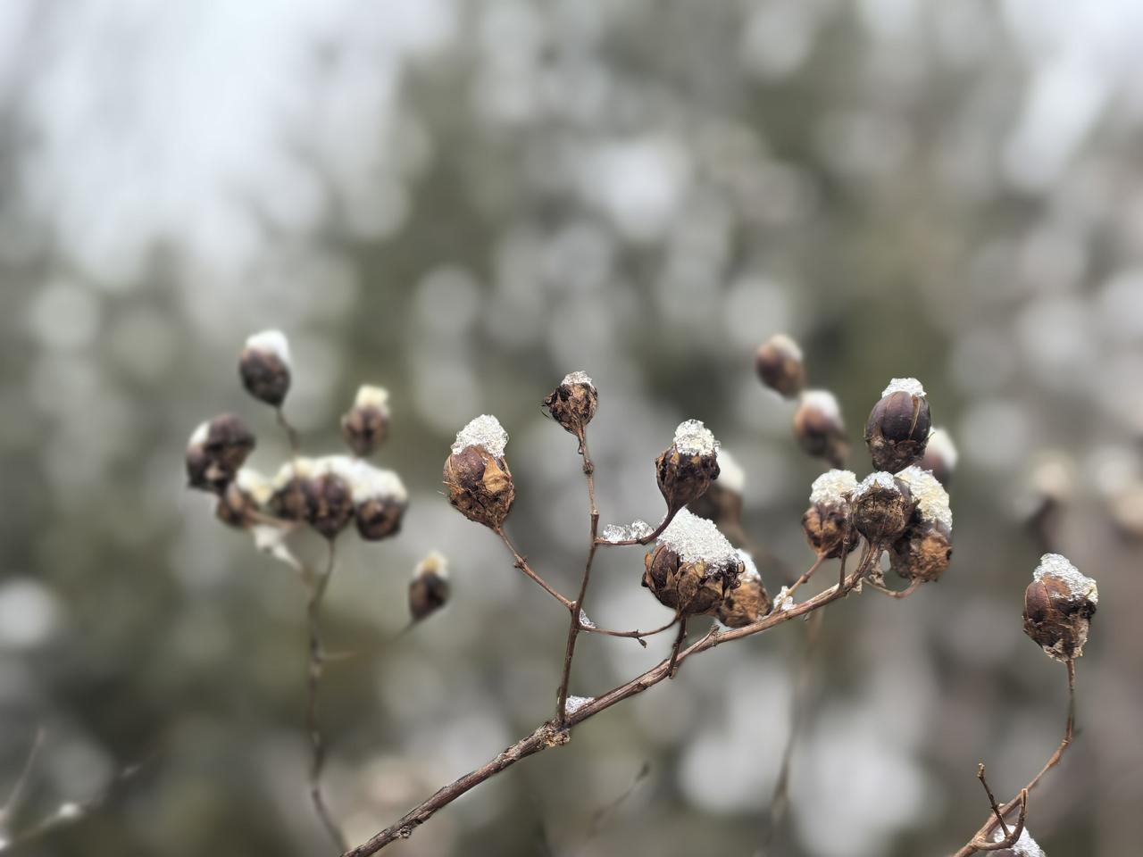 春意融融中，北京的冬天又杀了一个回马枪，下雪了。