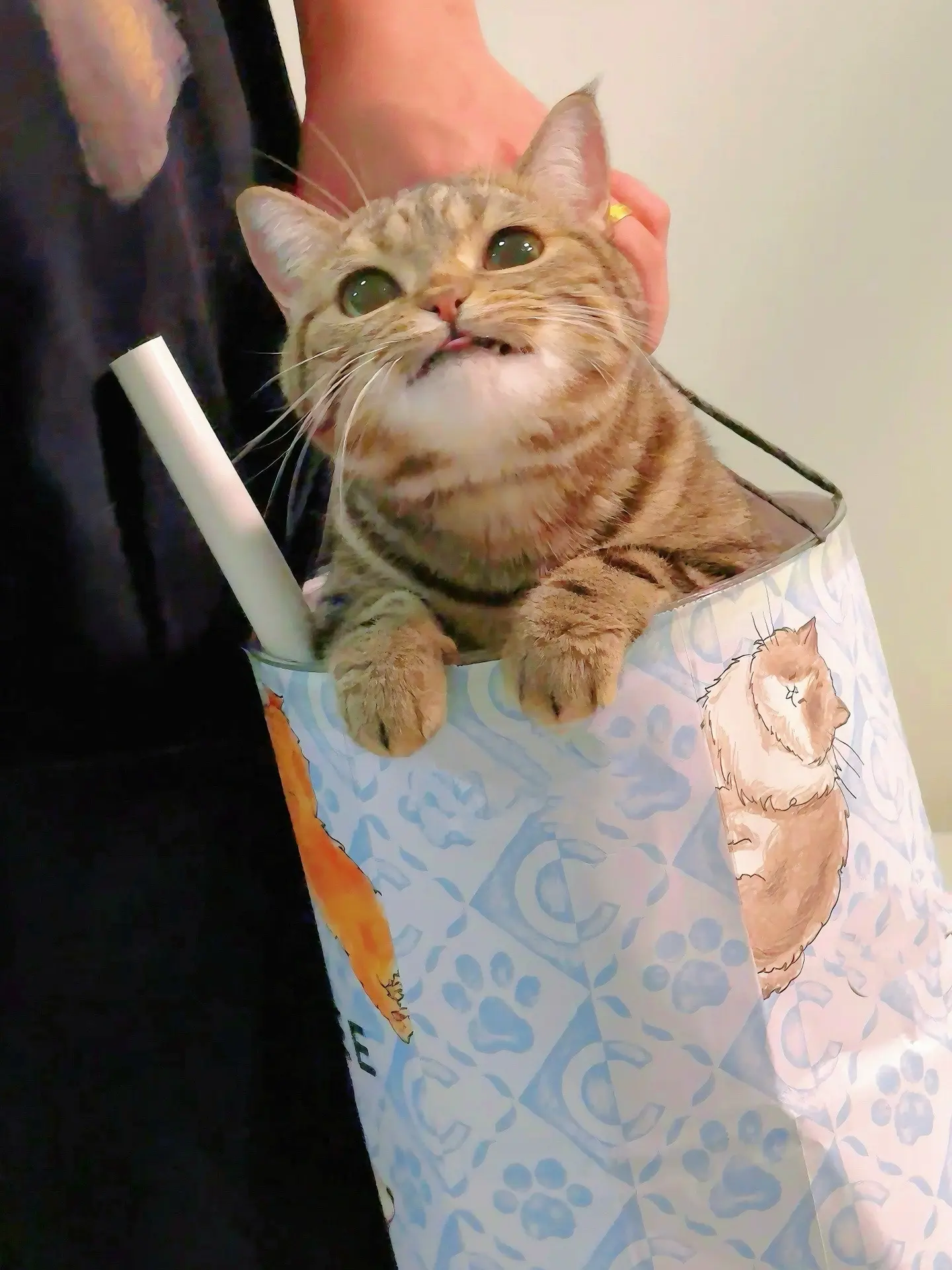 原则上来说！小猫咪是不可以喝奶茶的！但是你比较拽！你说了算