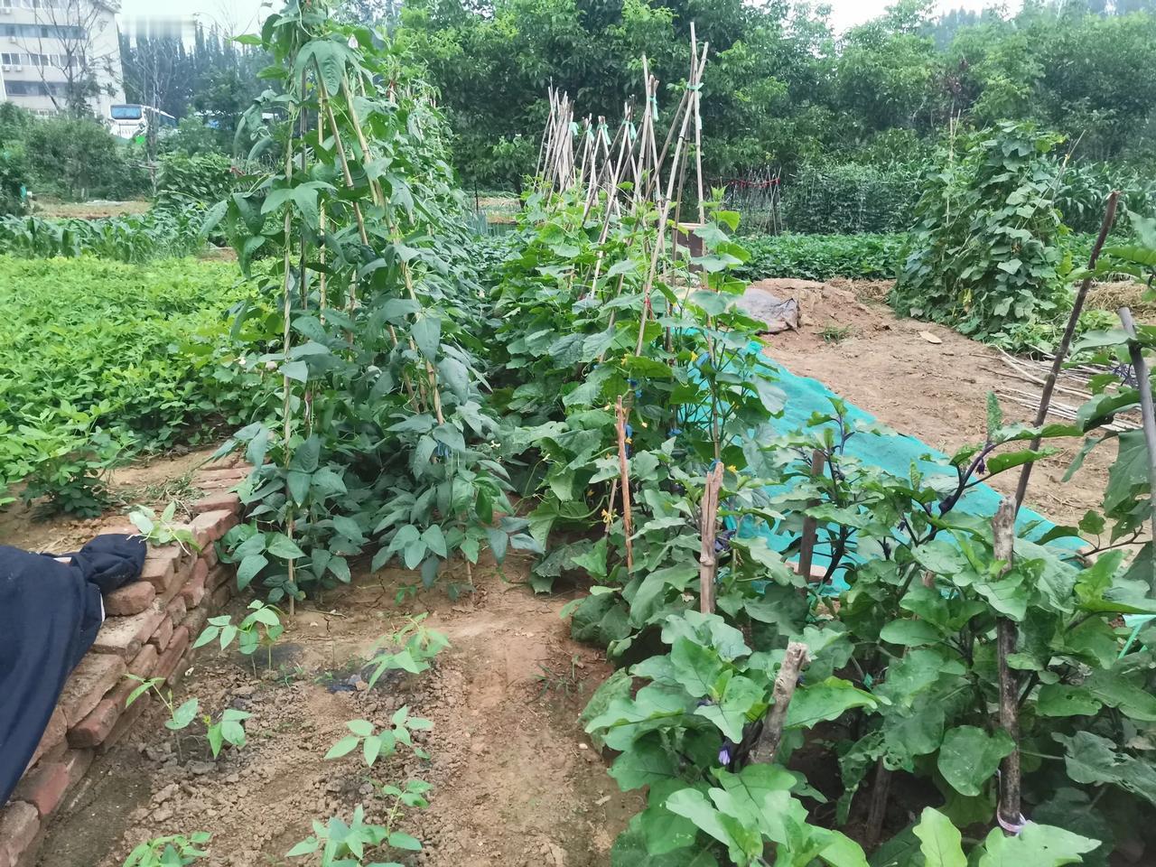 回农村的种地是出路还是死路，最近我一直在考虑这个问题，我看见许多网上牛人投资几百