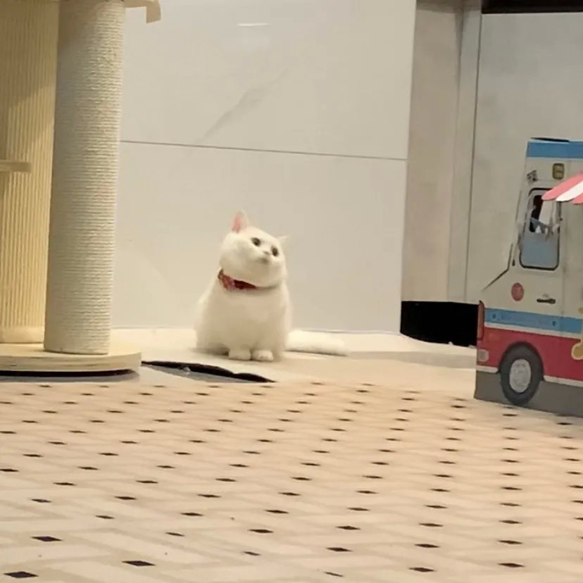 好奇怪哦，这猫猫怎么没有脖子！