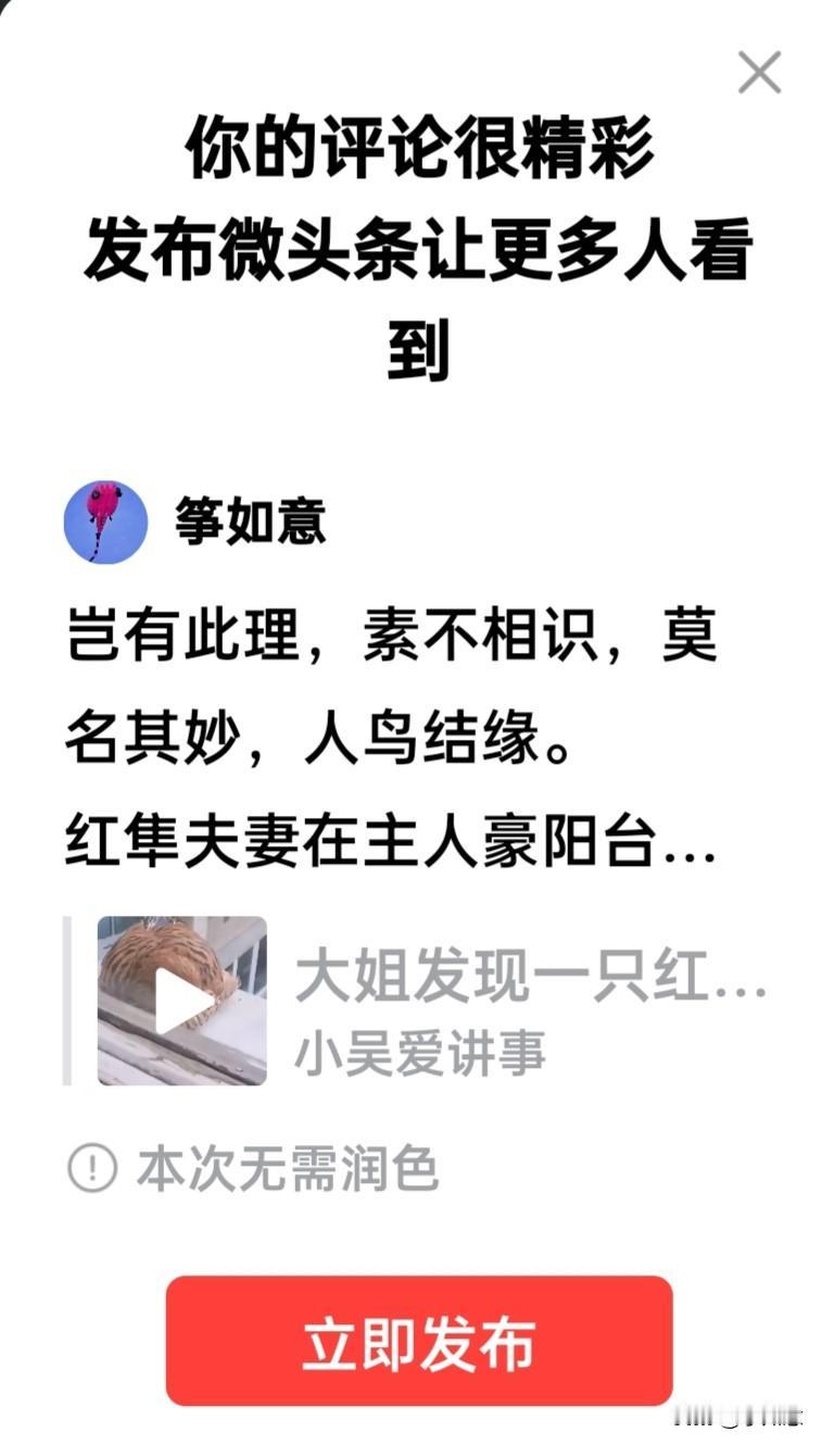 岂有此理，素不相识，莫名其妙，人鸟结缘。
红隼夫妻在主人豪阳台安家，生蛋育雏。红
