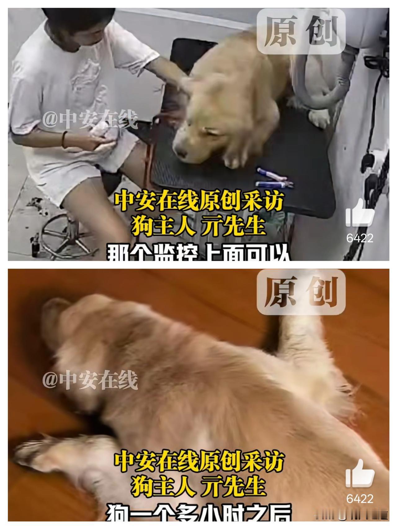 金毛洗澡死亡引热议
 烘干箱闷1小时半，暴力洗护下的毛孩子谁来守护？
 
合肥元