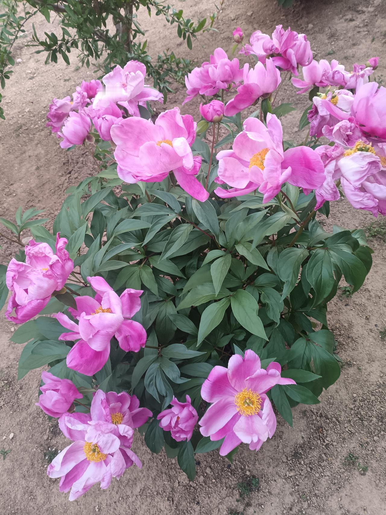 粉艳芍药团团盛放，嫩黄蕊心藏于柔瓣间，翠叶簇拥，尽显春日明媚娇柔。
