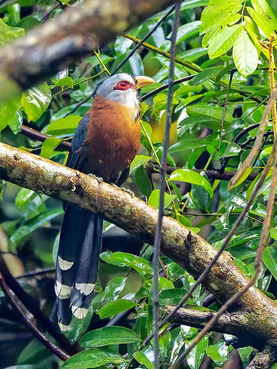 雨中的鳞纹地鹃，怪异又优雅