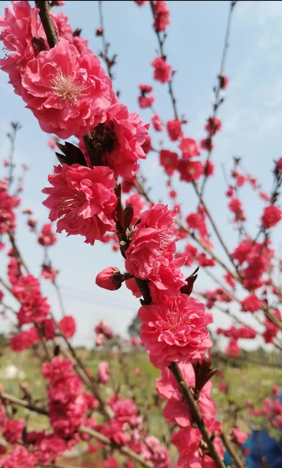 分享随手拍摄的花🌸