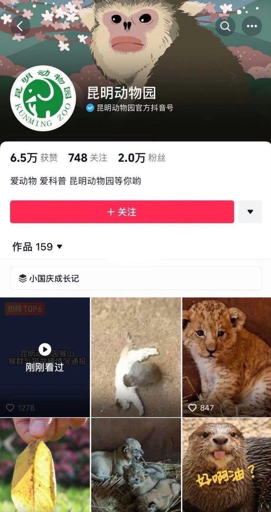 昆明动物园把某音封面换成了猴子🐒#昆明动物园曾有女童与老虎合影被咬死# ​​​