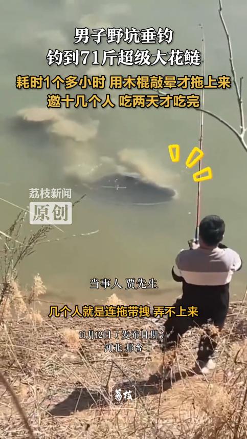 “简直赚翻了！”11月10日，河北邢台，一男子在野坑钓鱼时，钓到一条71斤重的花