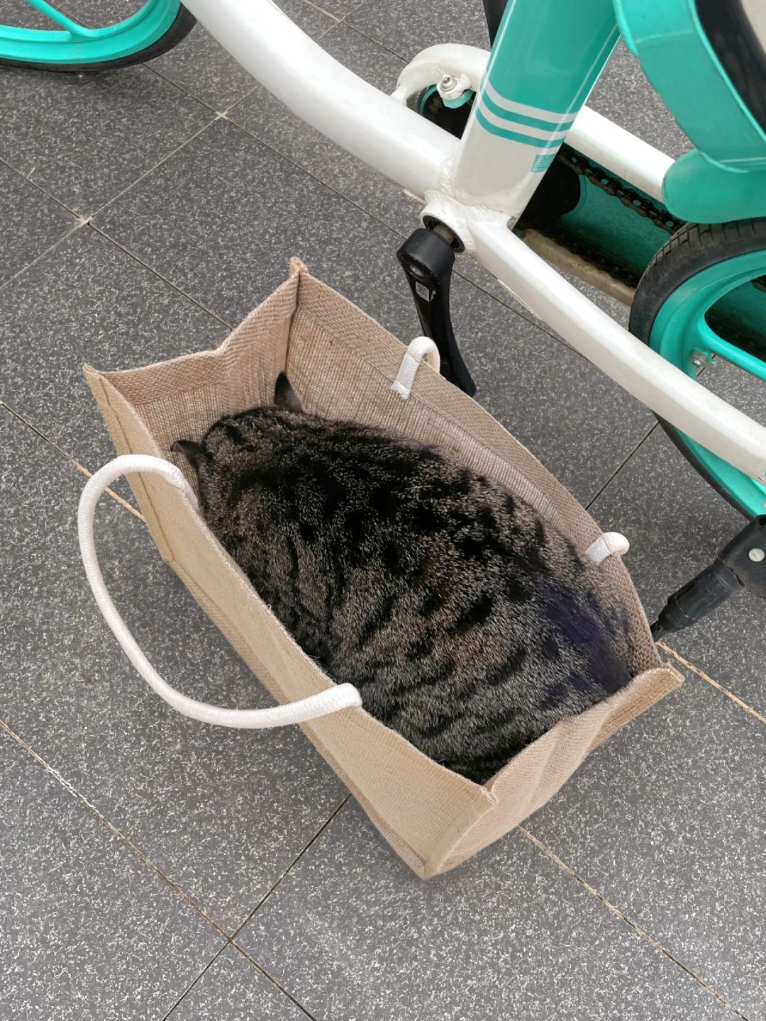 现在路边都能随便捡到胖狸花了吗？