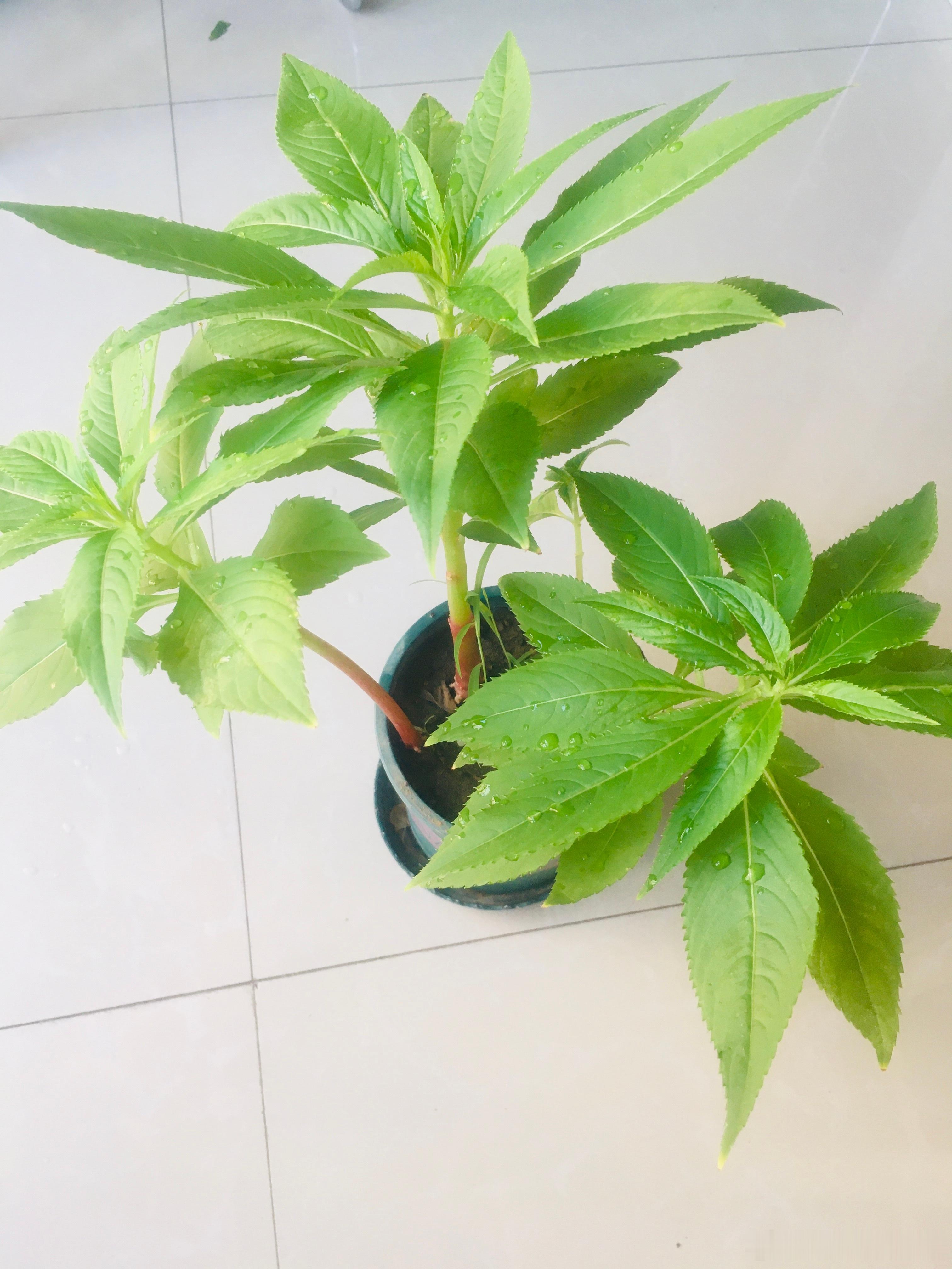 指甲草，茁壮成长2026花花草草