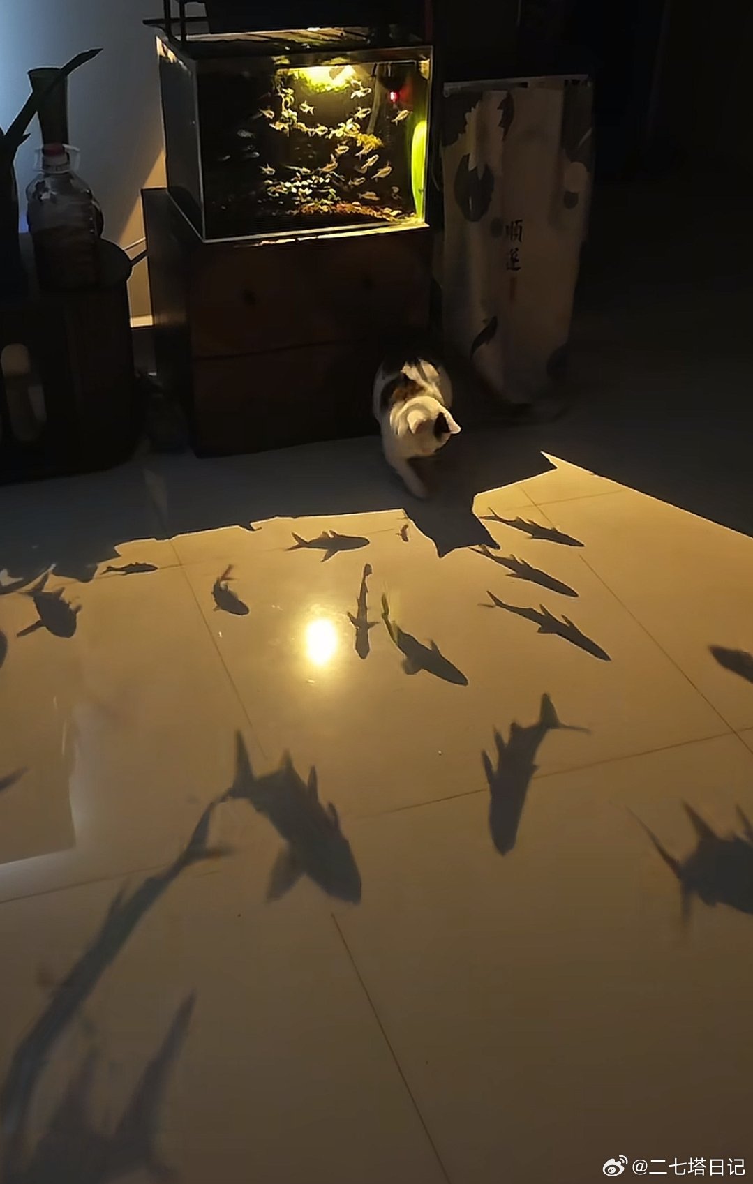 猫不知游鱼为影，人不知浮生若梦 