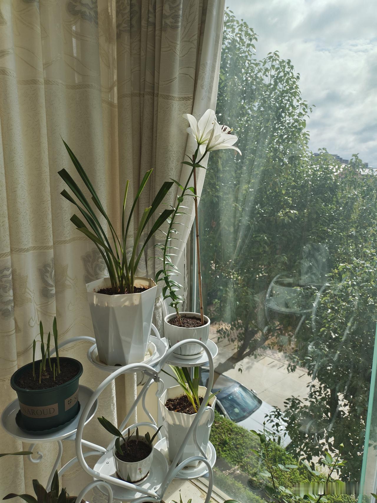 我种的百合开花了[呲牙]