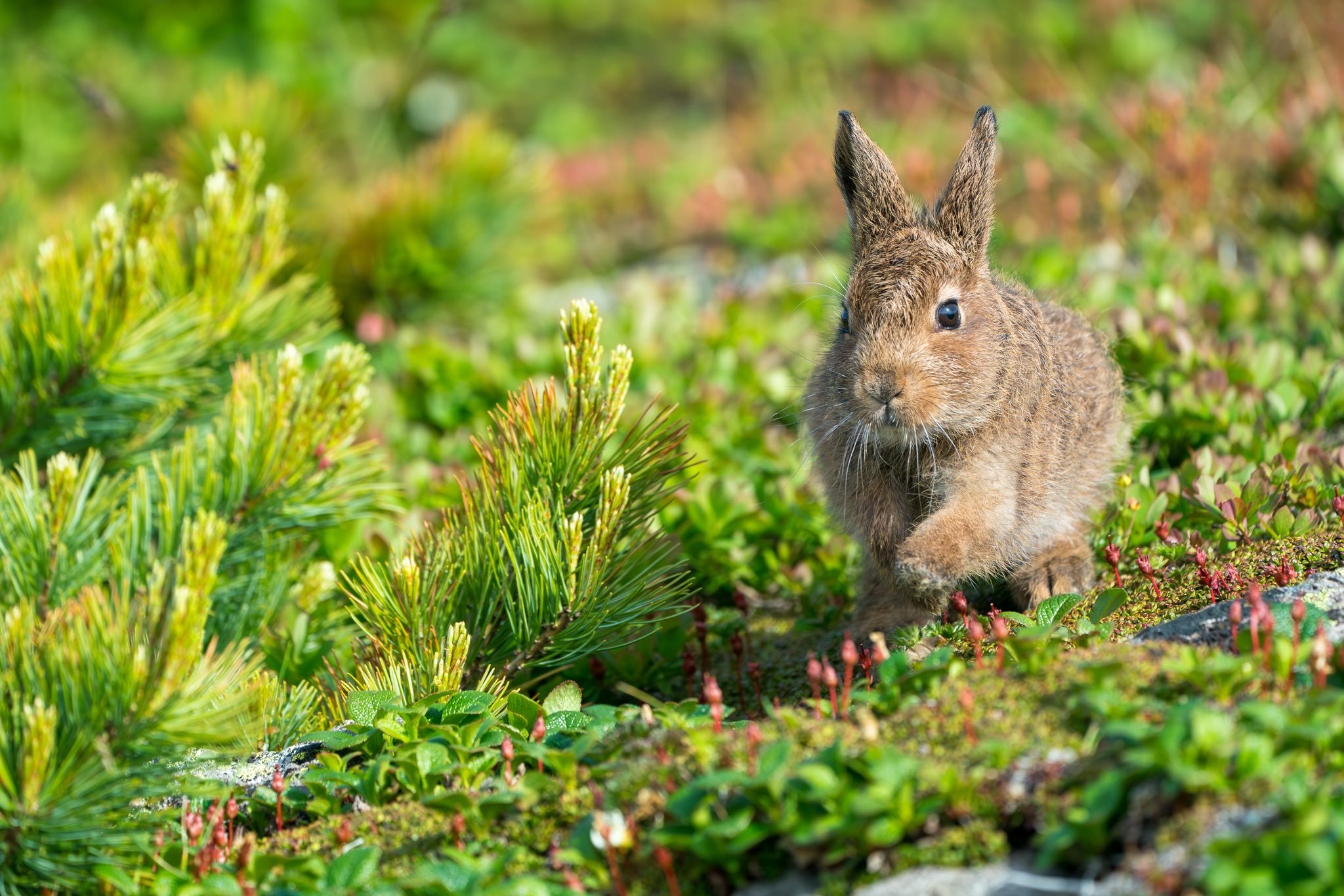 还是北海道可爱的小动物们~【推：sachiko_photos】 ​​​