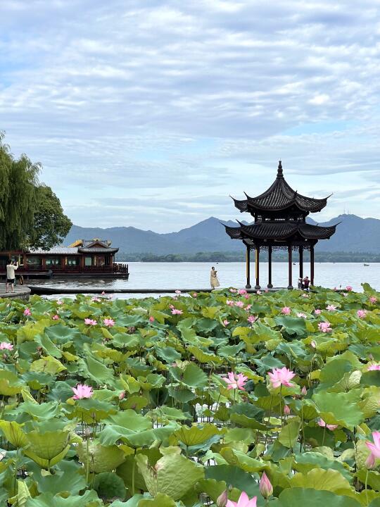 2025西湖超详细赏荷攻略🛶建议收藏‼️