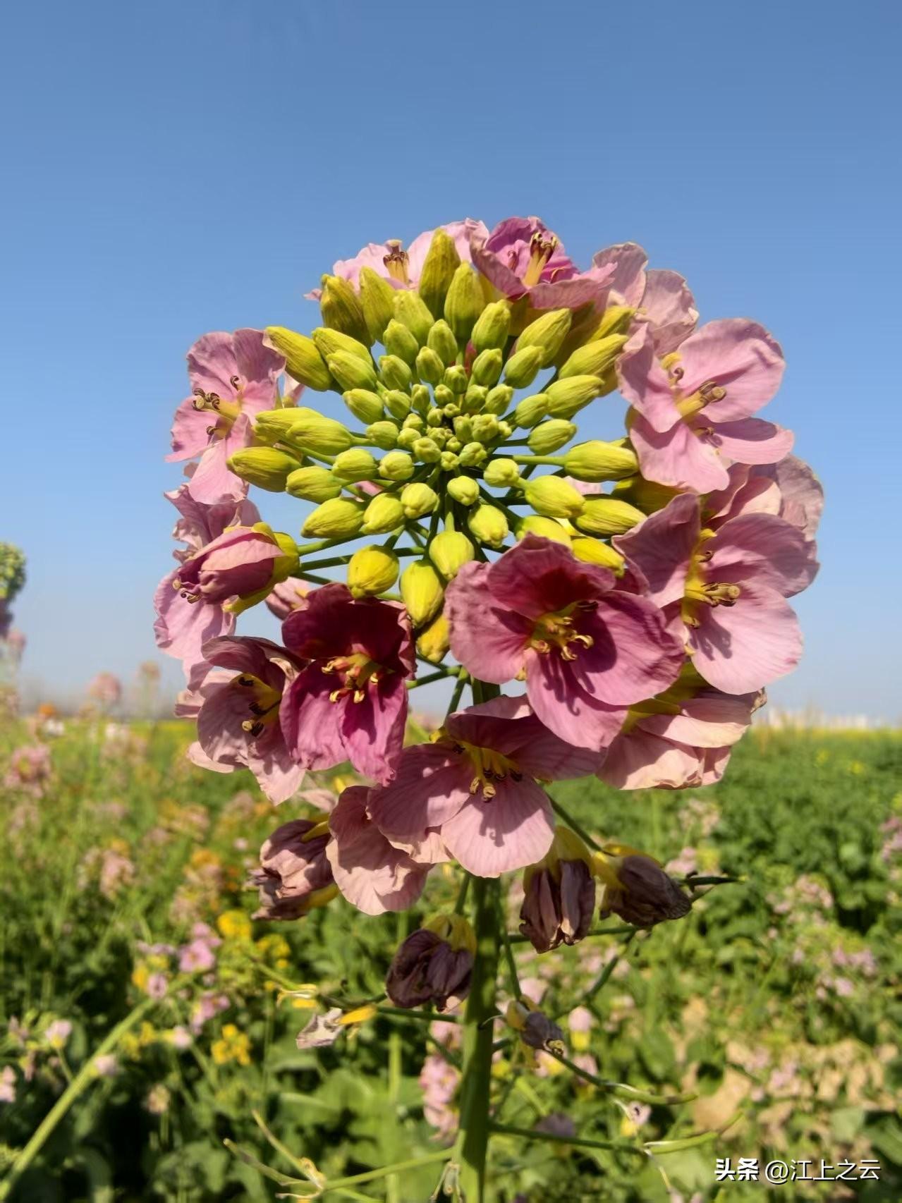 南方的油菜花开了，
五彩斑斓的，
主打一个暖色系，
见所未见，
确实非常难得一见