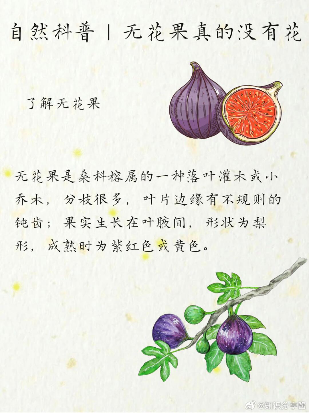 奇妙生物圈植物科普 无花果真的没有花吗？大自然的植物世界真的很奇妙～见过会“害羞