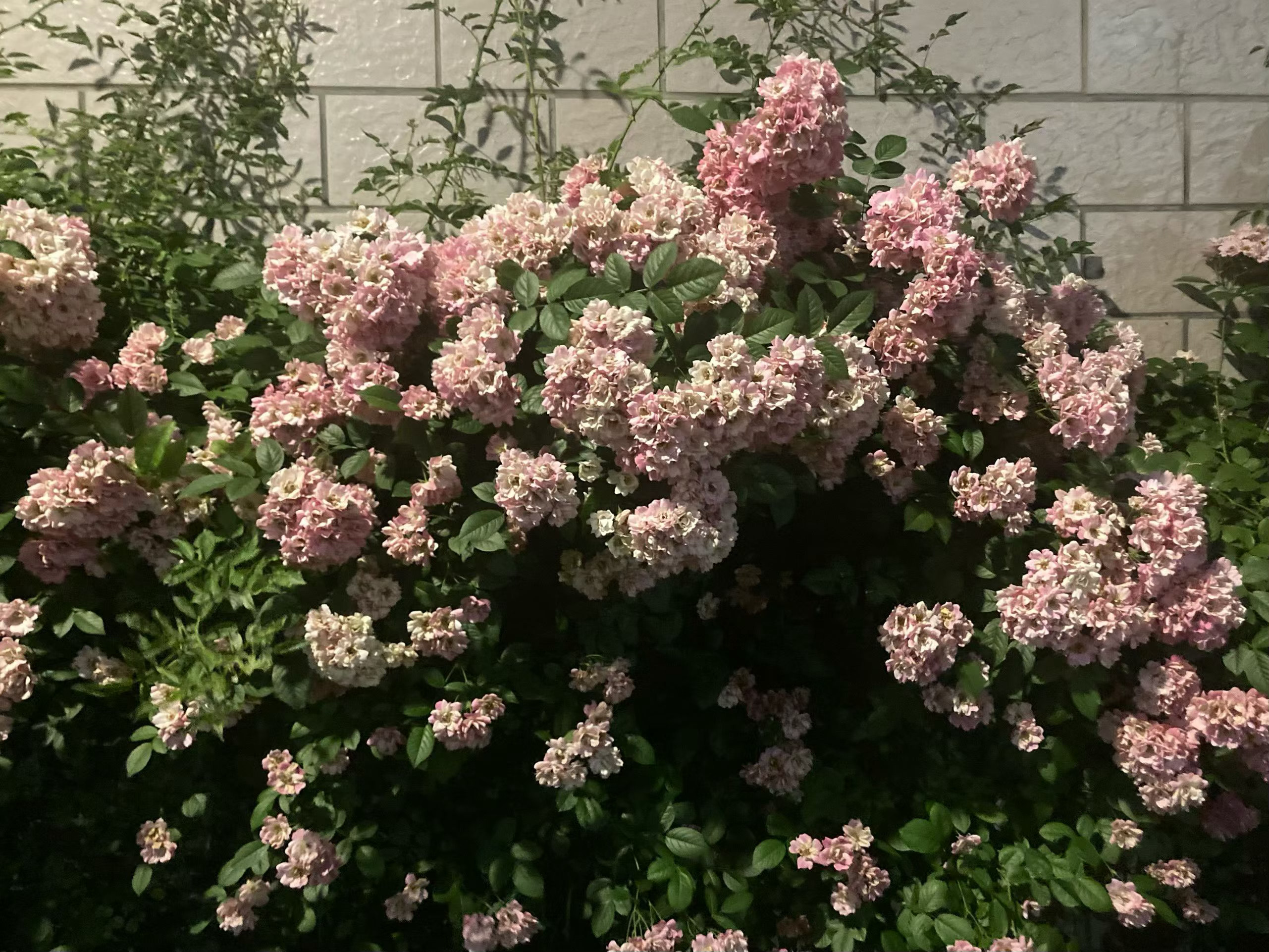 人间小满即是圆满