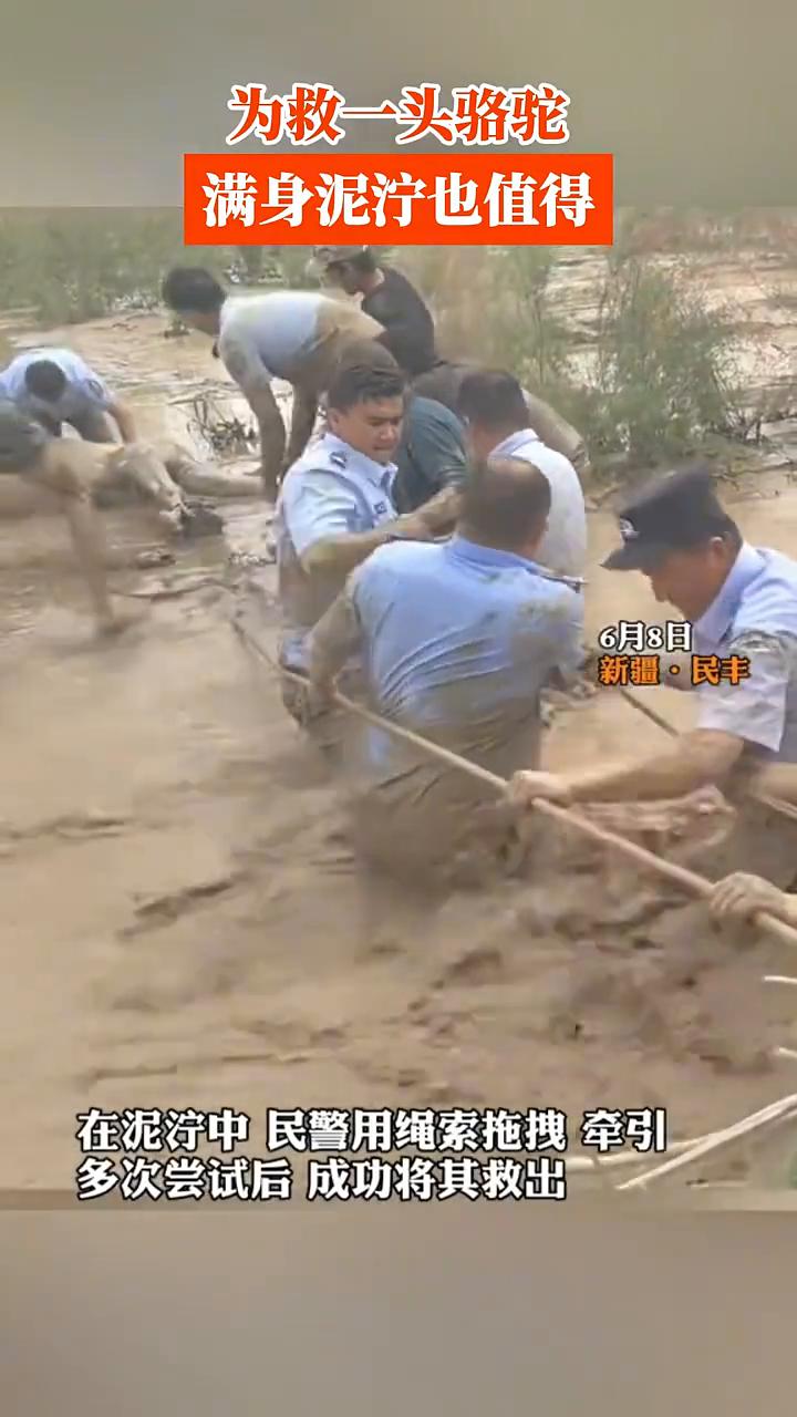 民丰县公安局接到报警，牧民的骆驼陷入淤泥无法移动。为救一头骆驼，满身泥泞也值得。