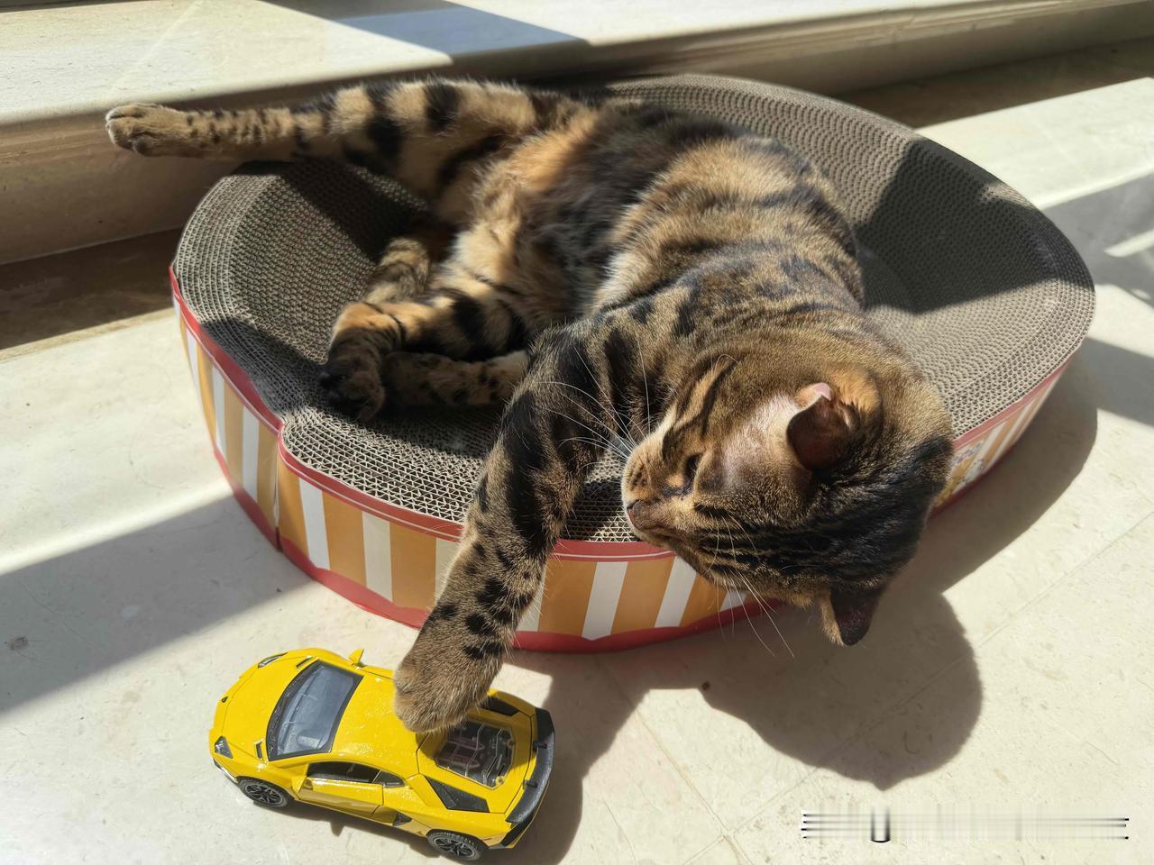 向阳而生
满身暖香
健康豹猫陪我晒太阳🌞
 猫