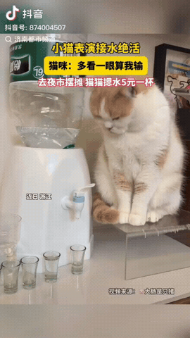 这只猫咪有绝活。
刷到一只会按开关接水的猫咪，而且无论大小杯，它都能接满还不溢出