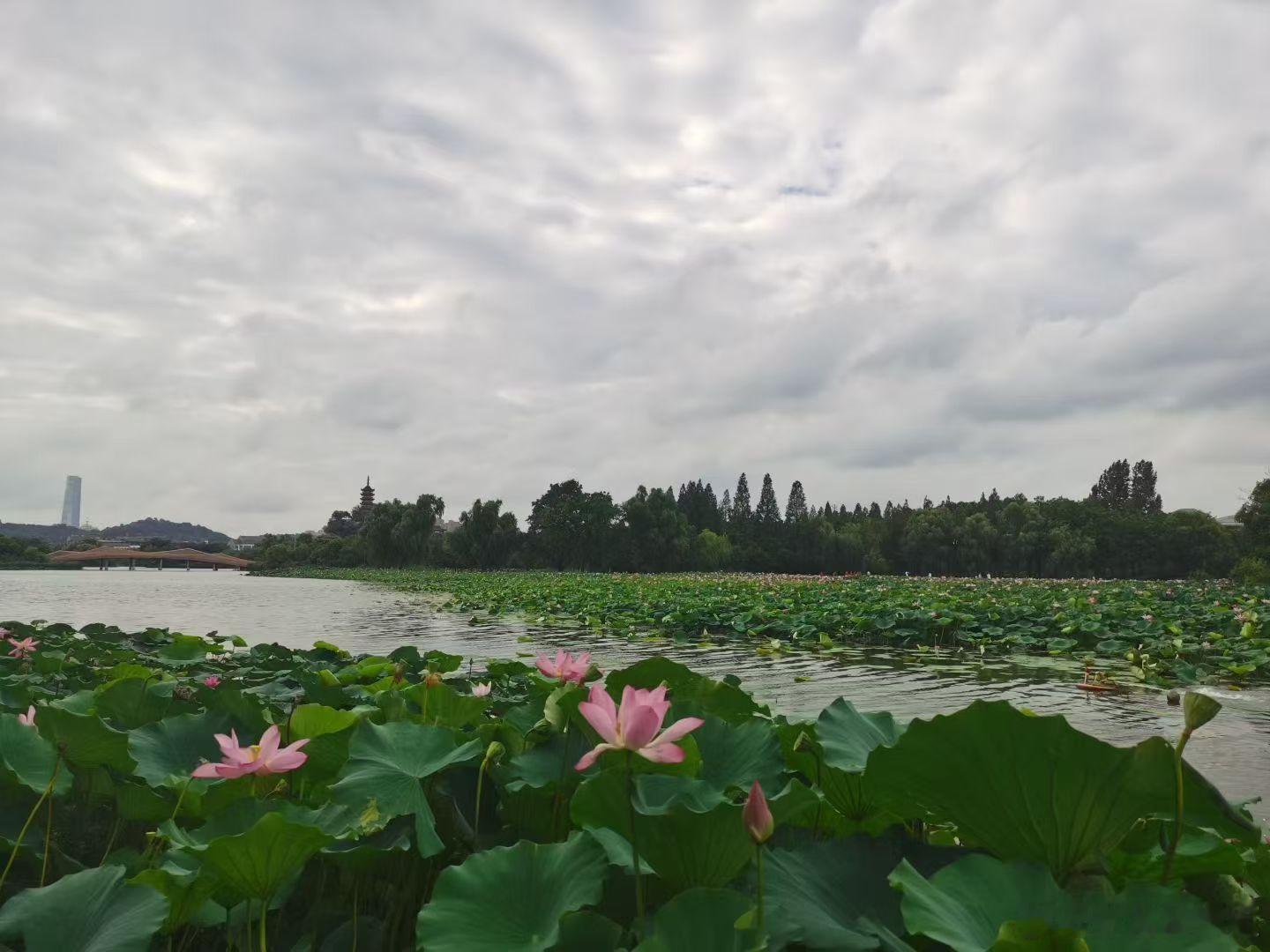 荷花盛开的季节有点热啊…… ​​​