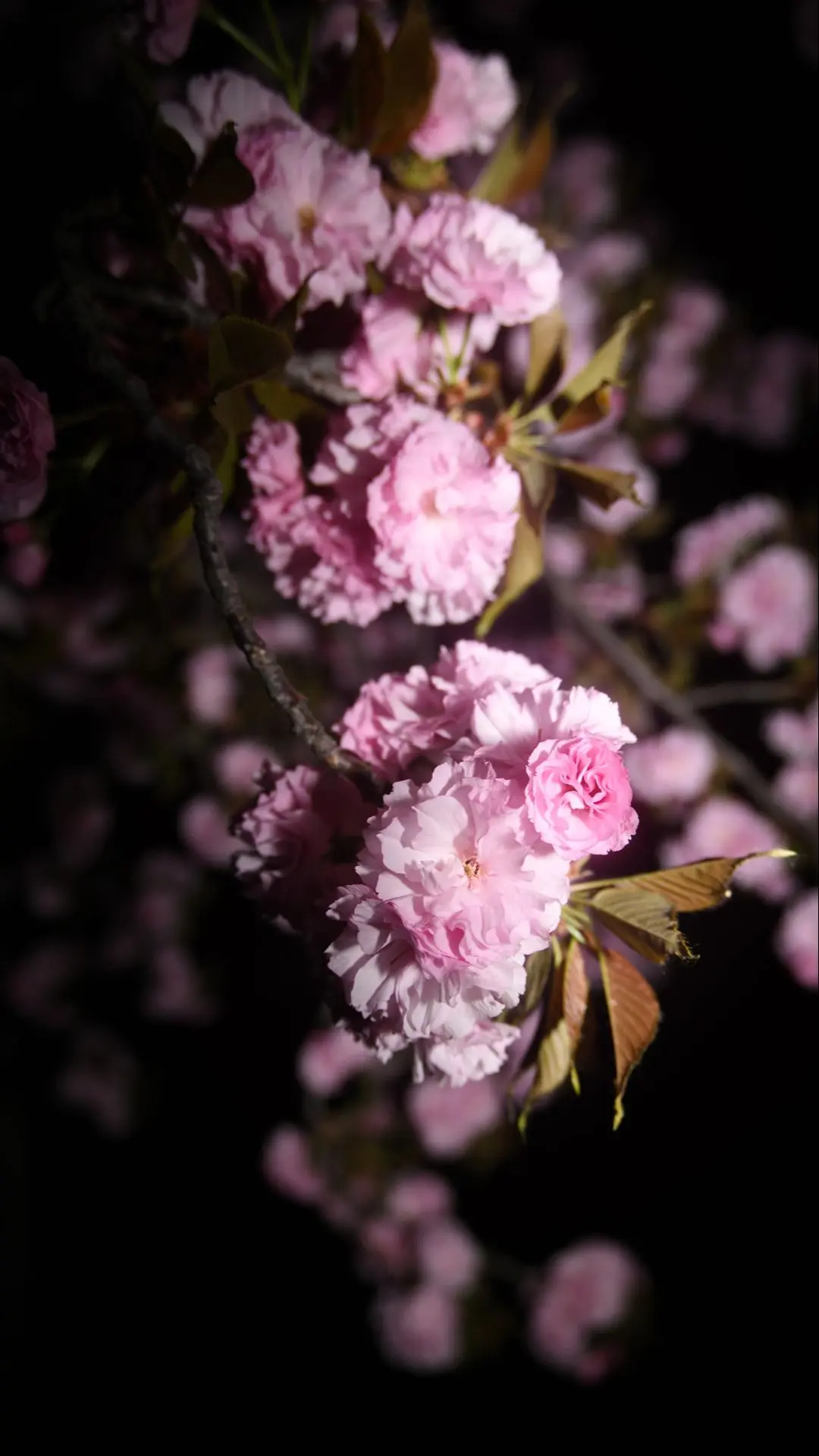 当夜晚用闪光灯拍花就会得到。