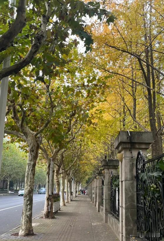 12月的上海最美的时候，梧桐叶和银杏叶渐渐变黄，携手飘落，纷纷扬扬，这样的美景，